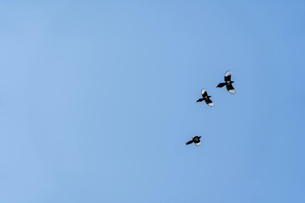 Santé et bien-être : découvrez des conseils pratiques pour votre vie